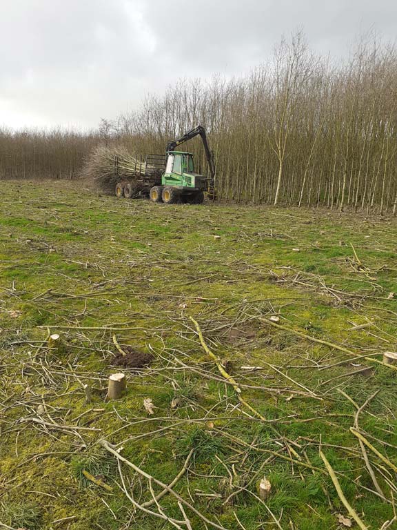 Forestry site clearance