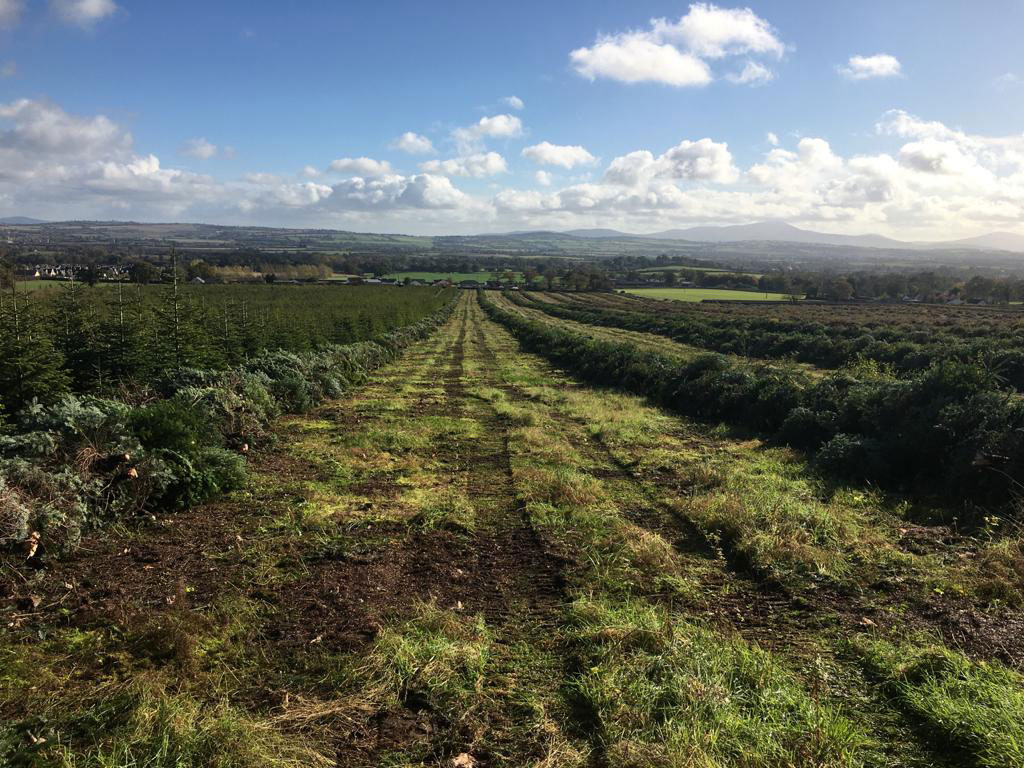 Forestry site clearance